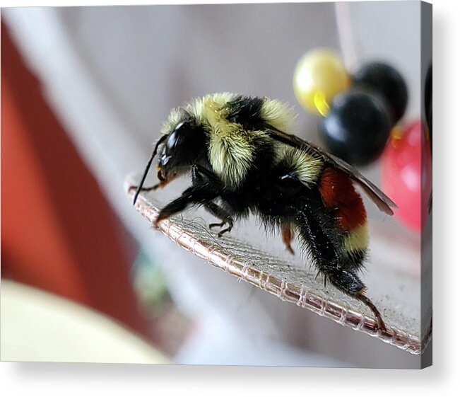 Bombus Ternarius Acrylic Print featuring the photograph Tri-colored Bumble Bee by Jean Evans
