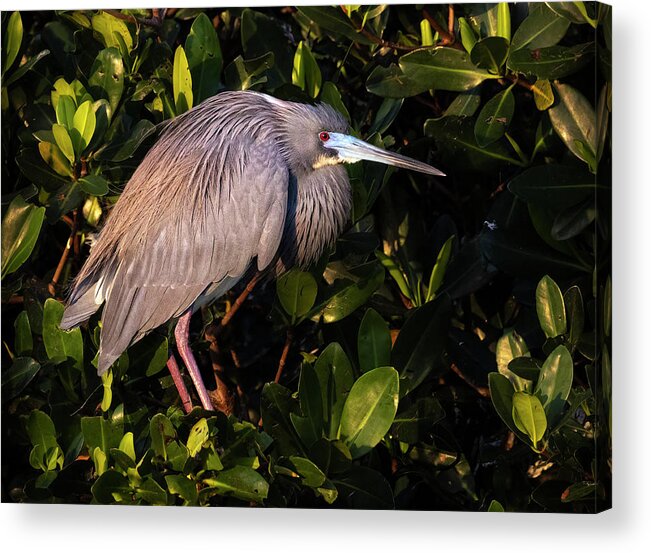 Tricolored Heron Acrylic Print featuring the photograph Tri Colored Heron Perched by Susan Candelario