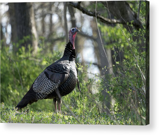 Bird Acrylic Print featuring the photograph Turkey in the Wild by Paul Ross