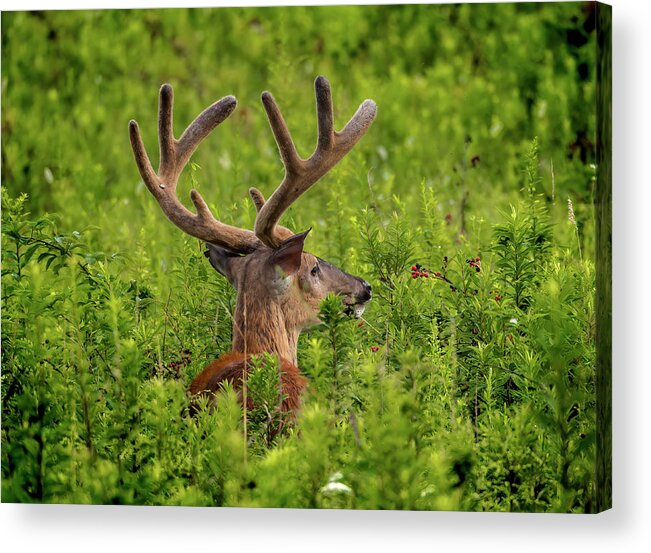 Whitetail Deer Cades Cove Tennessee Velvet Pigeon Forge Gatlinburg Acrylic Print featuring the photograph Velvet Eight by Timothy Harris