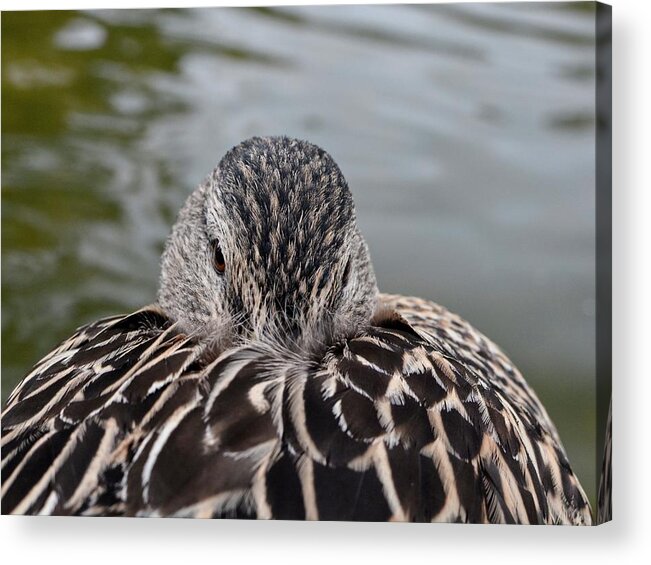 Bird Acrylic Print featuring the photograph Watching While Resting by Maggy Marsh