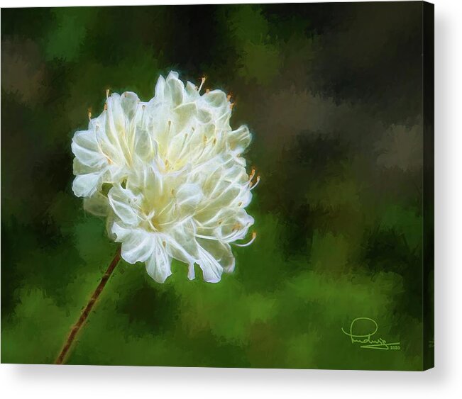 Flower Acrylic Print featuring the digital art White Azalea by Ludwig Keck