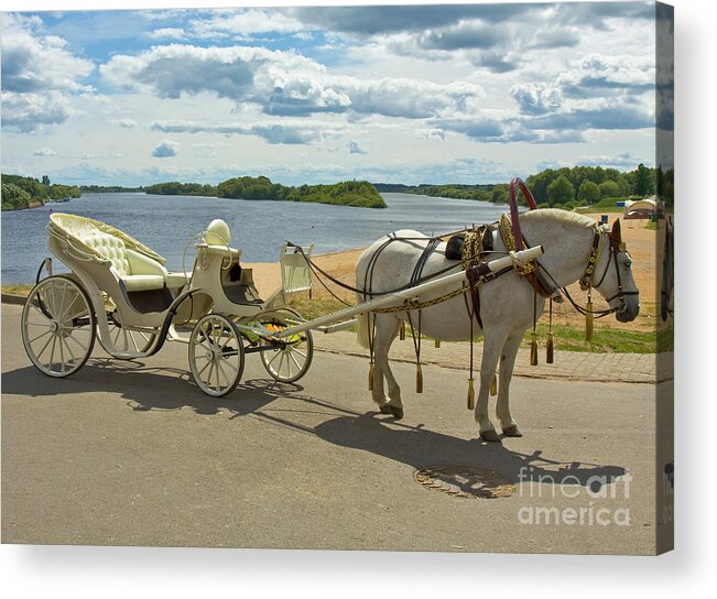 Horse Acrylic Print featuring the photograph White horse with white carriage by Irina Afonskaya