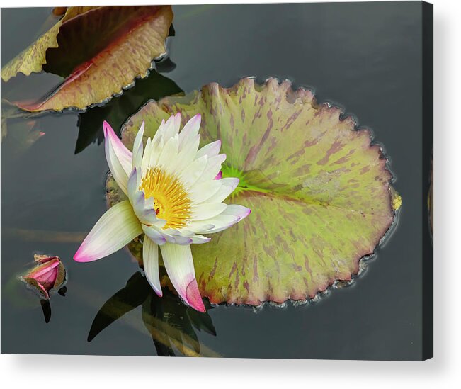 Lily Acrylic Print featuring the photograph White Water Lily by Cate Franklyn