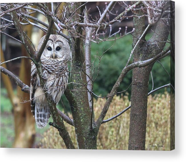 Barred Owl Acrylic Print featuring the photograph Whooo You Lookin' At? by Trina Ansel