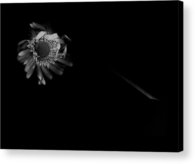 Flower Acrylic Print featuring the photograph You Already Know by Mark Ross