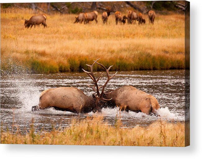 Elk Acrylic Print featuring the photograph Struggle by Aaron Whittemore