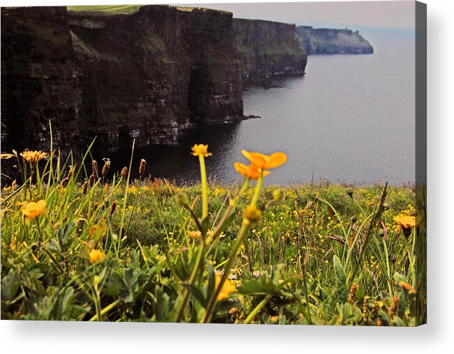 Ireland Acrylic Print featuring the photograph The Cliffs of Moher by Will Burlingham