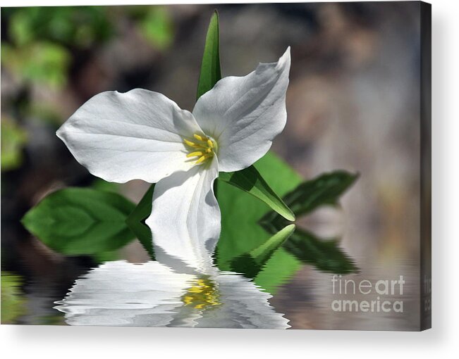 Flower Acrylic Print featuring the photograph Spring Trillium by Elaine Manley