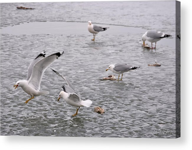 Seagull Acrylic Print featuring the photograph 01 Feeding Time at Lake Erie in Ripley NY by Michael Frank Jr