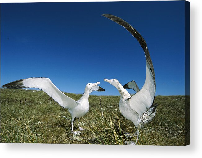 Feb0514 Acrylic Print featuring the photograph Antipodean Albatross Courtship Display #1 by Tui De Roy
