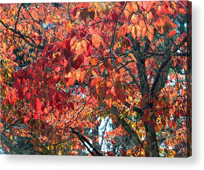 Autumn Acrylic Print featuring the photograph Autumn Leaves by Rafael Salazar