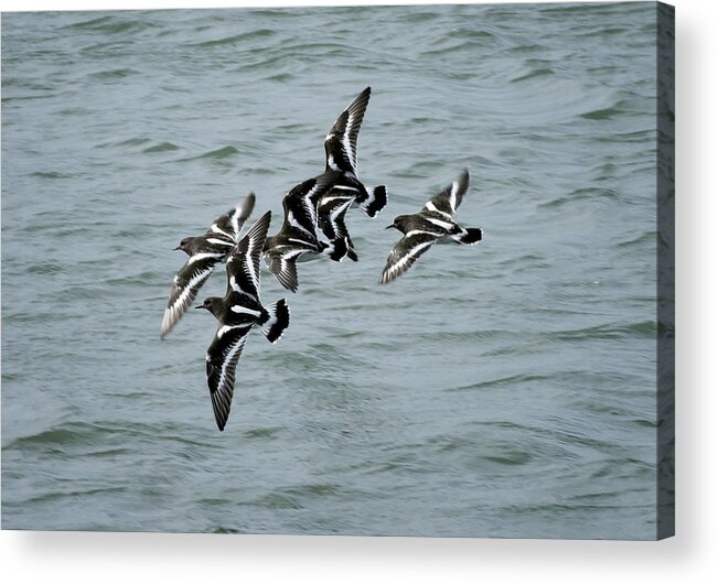 Turnstones Acrylic Print featuring the photograph Black Turnstones #1 by Betty Depee