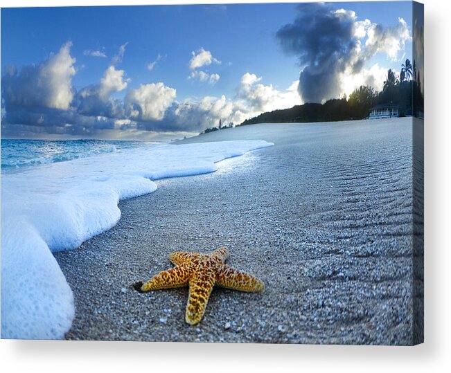 Surreal Acrylic Print featuring the photograph Blue Foam Starfish by Sean Davey