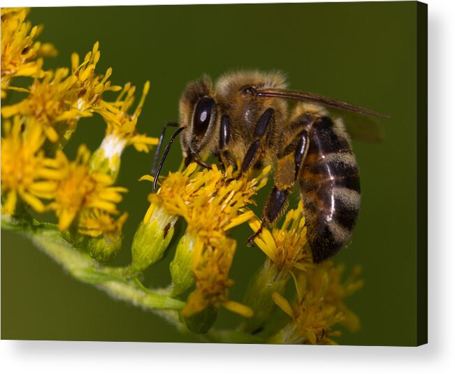 Bee Acrylic Print featuring the photograph Busy Bee #1 by John Hoey