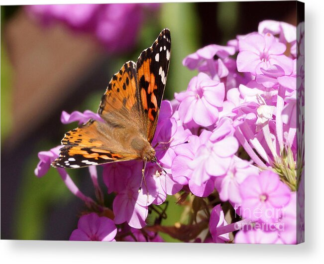 Butterfly Acrylic Print featuring the photograph Butterfly on pink Phlox #1 by Lori Tordsen