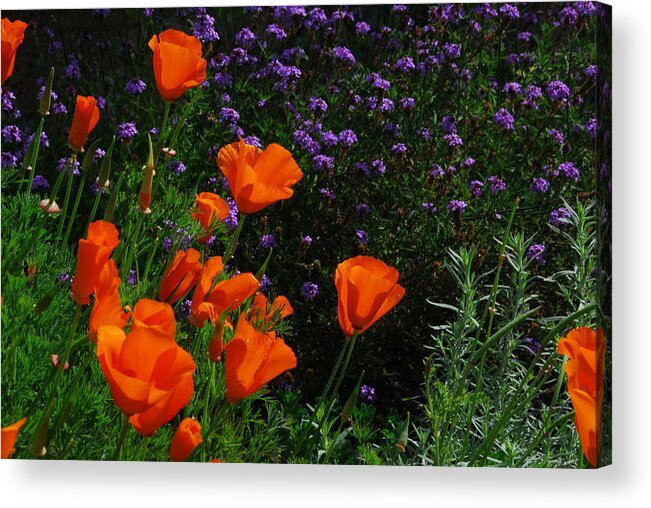 Poppy Acrylic Print featuring the photograph California Poppies #1 by Lynn Bauer