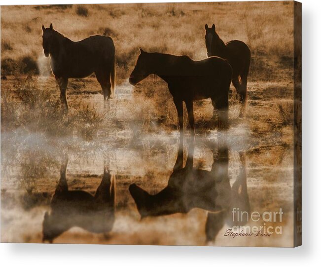 Equine Acrylic Print featuring the photograph Cold Morning by Stephanie Laird