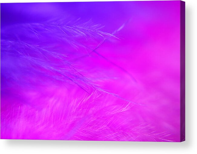 Photograph Acrylic Print featuring the photograph Feathers #1 by Larah McElroy