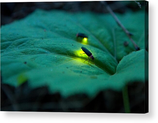 Insect Acrylic Print featuring the photograph Firefly - Luciola cruciata #1 by Tomosang