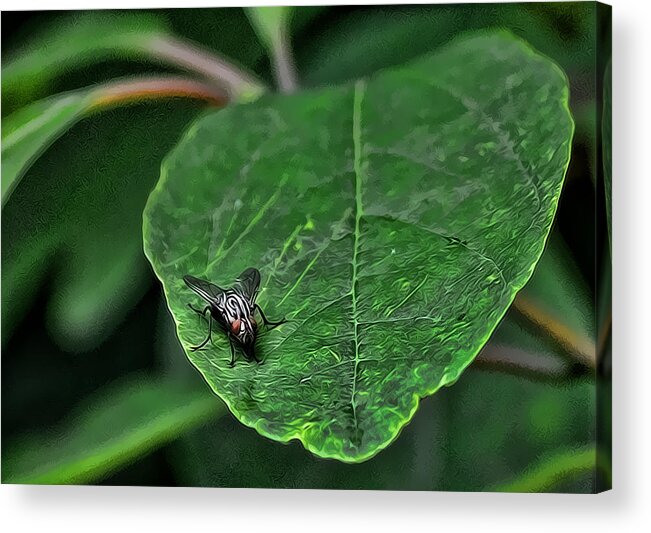 Leaf Acrylic Print featuring the pyrography Fly on Leaf #1 by Jeffrey Platt