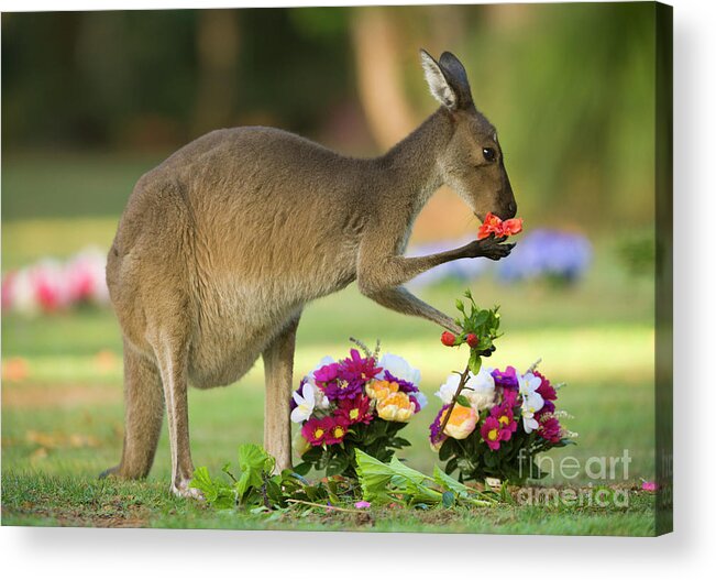 00451878 Acrylic Print featuring the photograph Grey Kangaroo in Graveyard by Yva Momatiuk John Eastcott