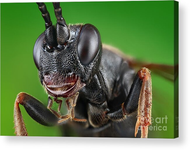Ichneumon Wasp Acrylic Print featuring the photograph Ichneumon Wasp #1 by Matthias Lenke