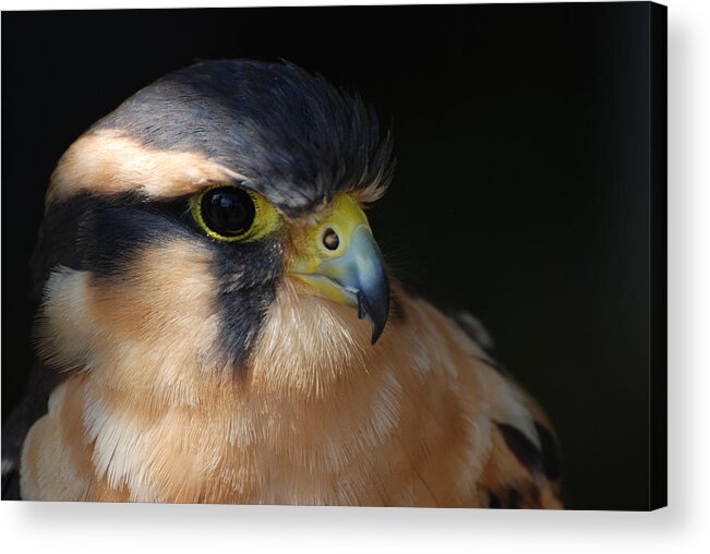 Bird Acrylic Print featuring the photograph Kestrel Falcon #1 by Amy Porter