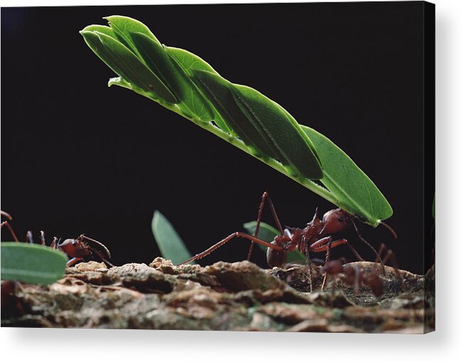 Feb0514 Acrylic Print featuring the photograph Leafcutter Ants Carrying Leaves Barro #1 by Mark Moffett