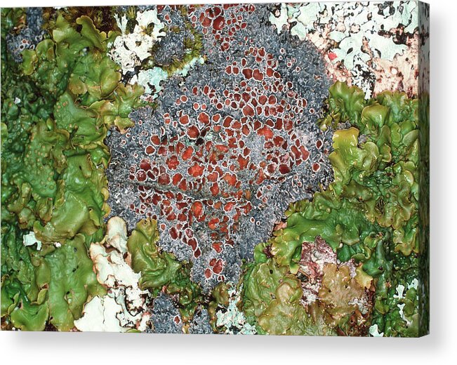 Lichen Acrylic Print featuring the photograph Lichens #1 by Dr Jeremy Burgess/science Photo Library