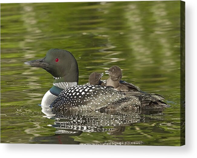 Common Loon Acrylic Print featuring the photograph Loon Parent with Two Chicks #1 by John Vose