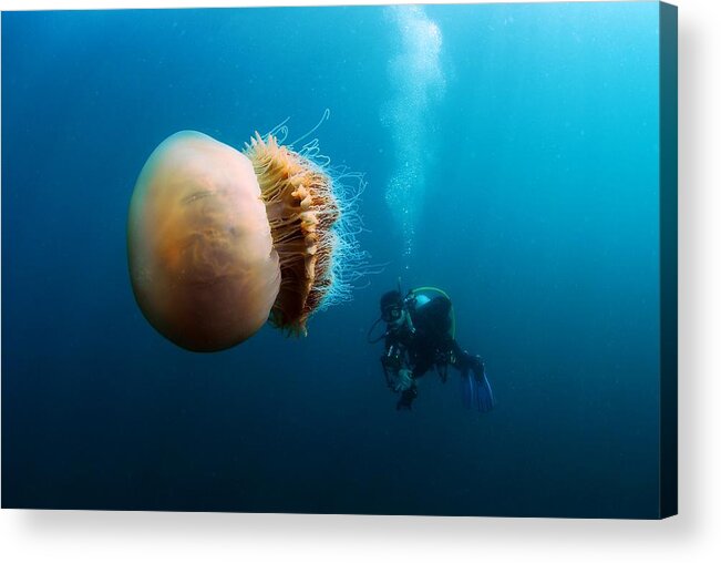 Underwater Acrylic Print featuring the photograph Nemopilema Nomurai #1 by Lucia Terui