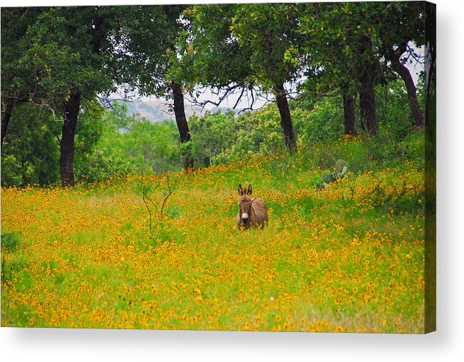 Wildflower Photos Acrylic Print featuring the photograph Only in Texas #1 by Lynn Bauer