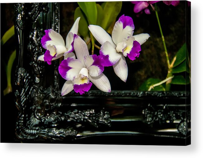 View Acrylic Print featuring the photograph Orchid Flowers Growing Through Old Wooden Picture Frame #1 by Alex Grichenko