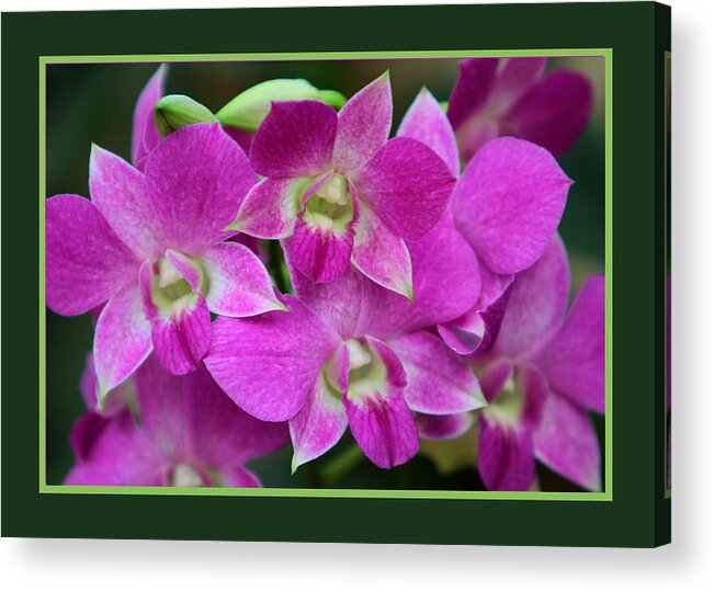 Orchids Acrylic Print featuring the photograph Orchids #1 by John Freidenberg