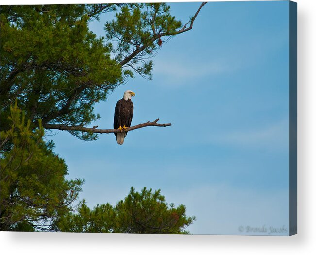 Bald Eagle Acrylic Print featuring the photograph Out on a Limb by Brenda Jacobs