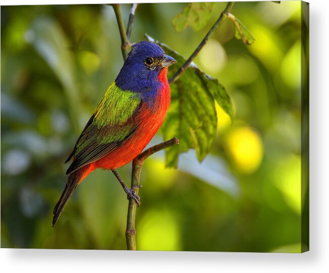 Dodsworth Acrylic Print featuring the photograph Painted Bunting #1 by Bill Dodsworth