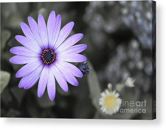African Acrylic Print featuring the photograph Purple Daisy #1 by Design Windmill