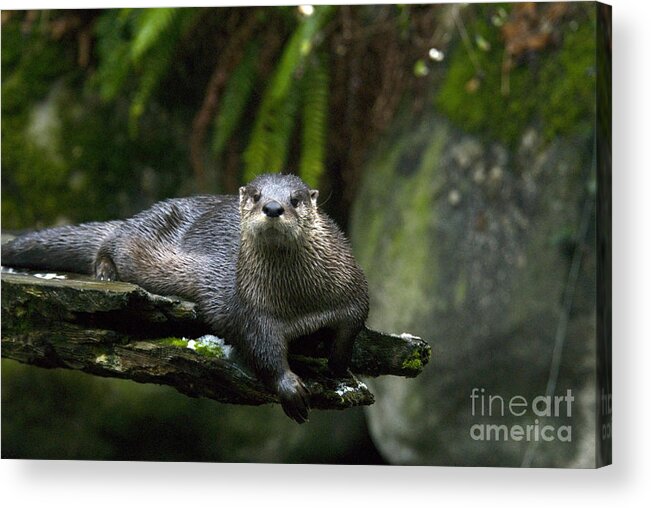 River Otter Acrylic Print featuring the photograph River Otter #1 by Mark Newman