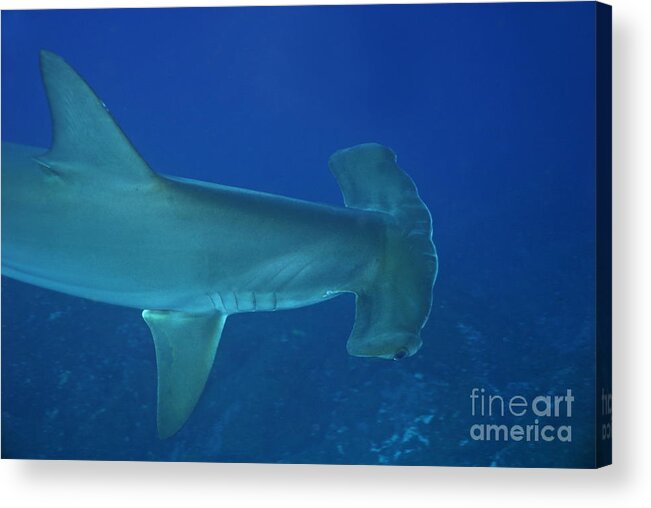 Loneliness Acrylic Print featuring the photograph Scalloped Hammerhead sharks #1 by Sami Sarkis