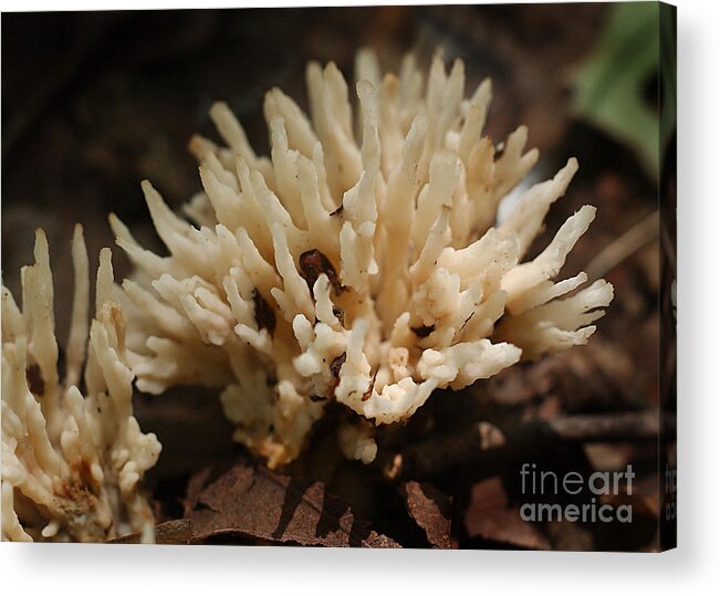 Nature Acrylic Print featuring the photograph Spindle Mushroom #1 by Susan Leavines