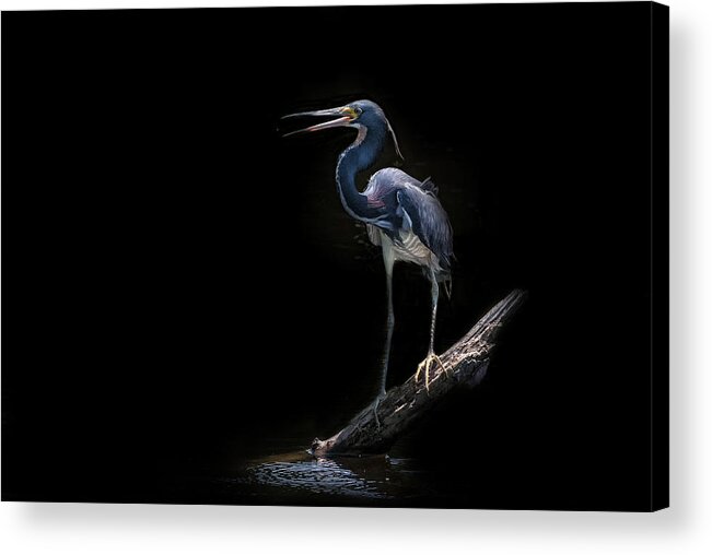 Tricolored Heron Acrylic Print featuring the photograph Spotlight #1 by Ghostwinds Photography