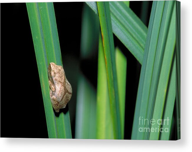 Amphibian Acrylic Print featuring the photograph Spring Peeper Frog #1 by Larry West