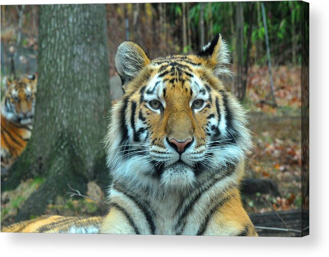 Tiger Acrylic Print featuring the photograph Tiger Bronx Zoo by Diane Lent