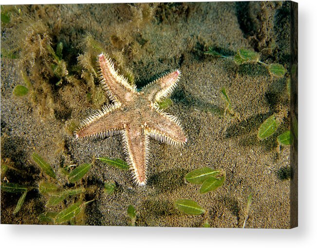 Two-spined Sea Star Acrylic Print featuring the photograph Two-spined Sea Star #1 by Andrew J. Martinez