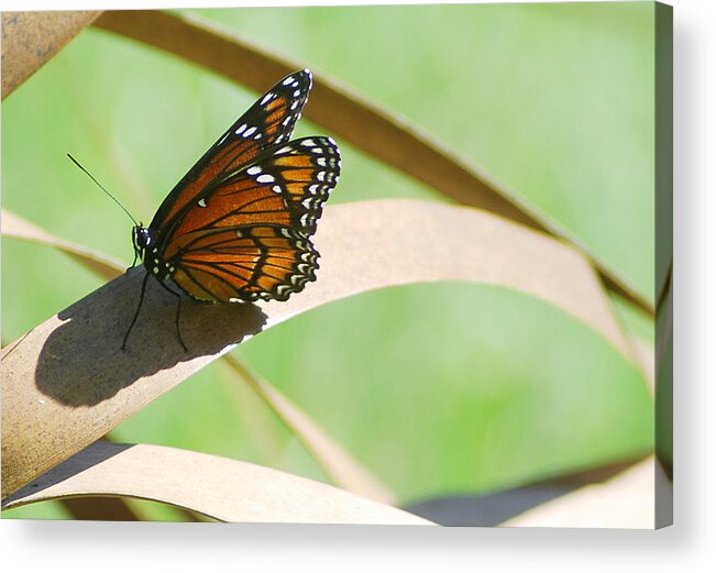 Photograph Acrylic Print featuring the photograph Viceroy #1 by Larah McElroy