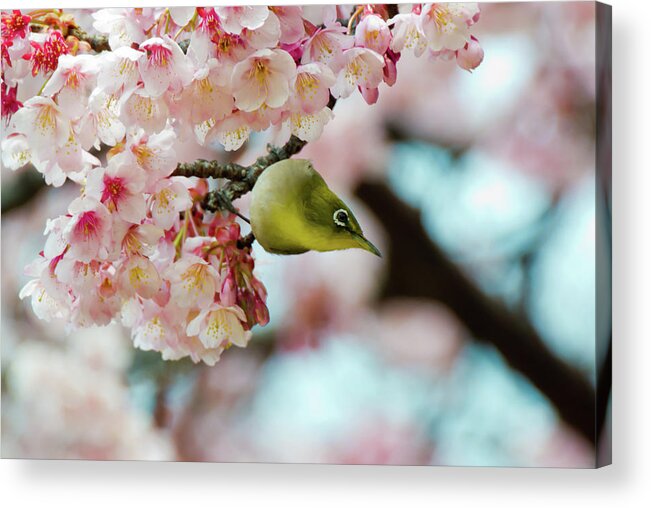 Animal Themes Acrylic Print featuring the photograph White-eye And Cherry Blossoms #1 by I Love Photo And Apple.