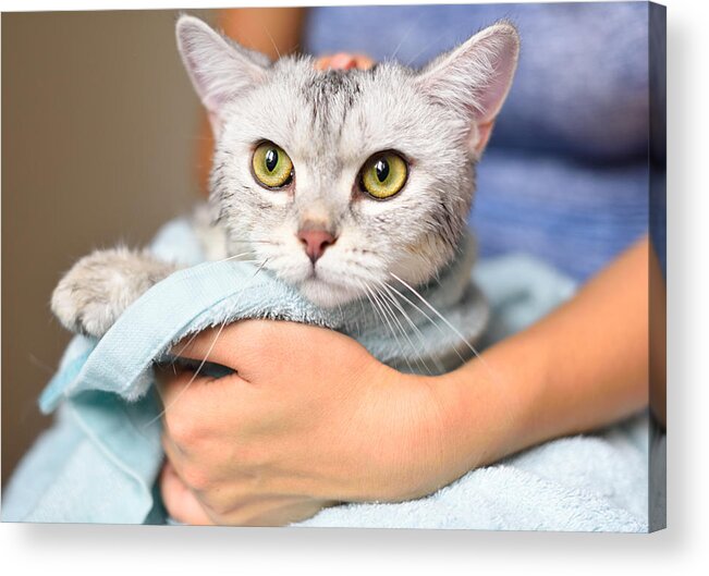 Pets Acrylic Print featuring the photograph Woman holding a cat just been washed #1 by Waitforlight