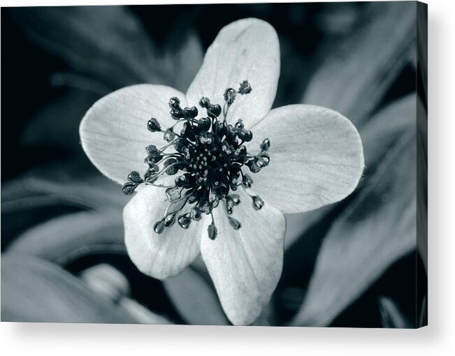 Yellow Anemone Acrylic Print featuring the photograph Yellow Anemone In Uv Light #1 by Bjorn Rorslett/science Photo Library