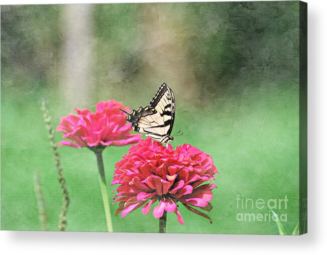 Swallowtail Butterfly Acrylic Print featuring the photograph Swallowtail Butterfly #14 by Lila Fisher-Wenzel